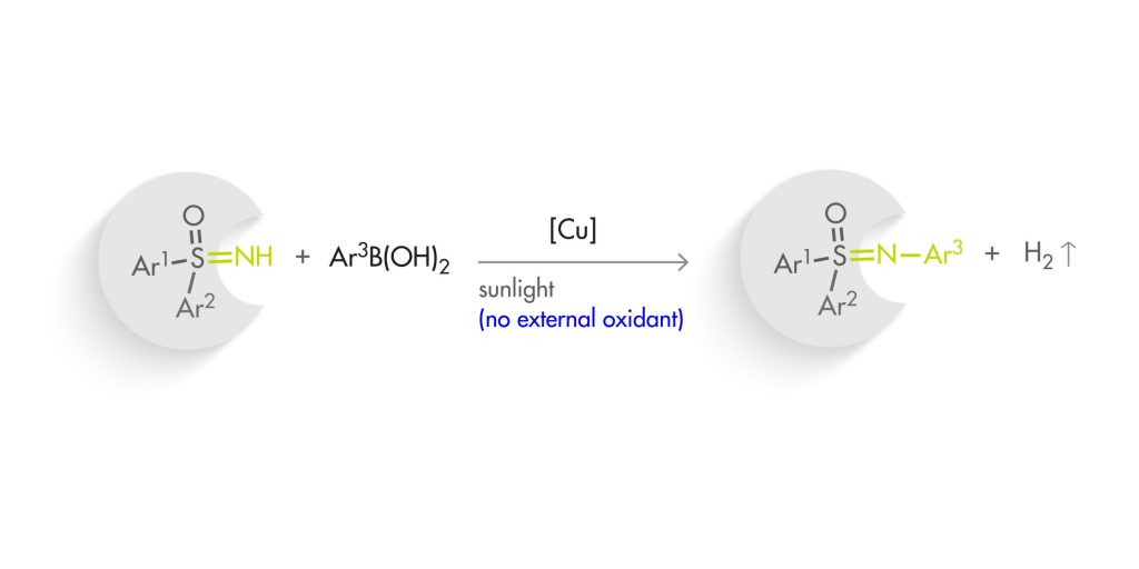 Autocatalytic photoredox Chan–Lam