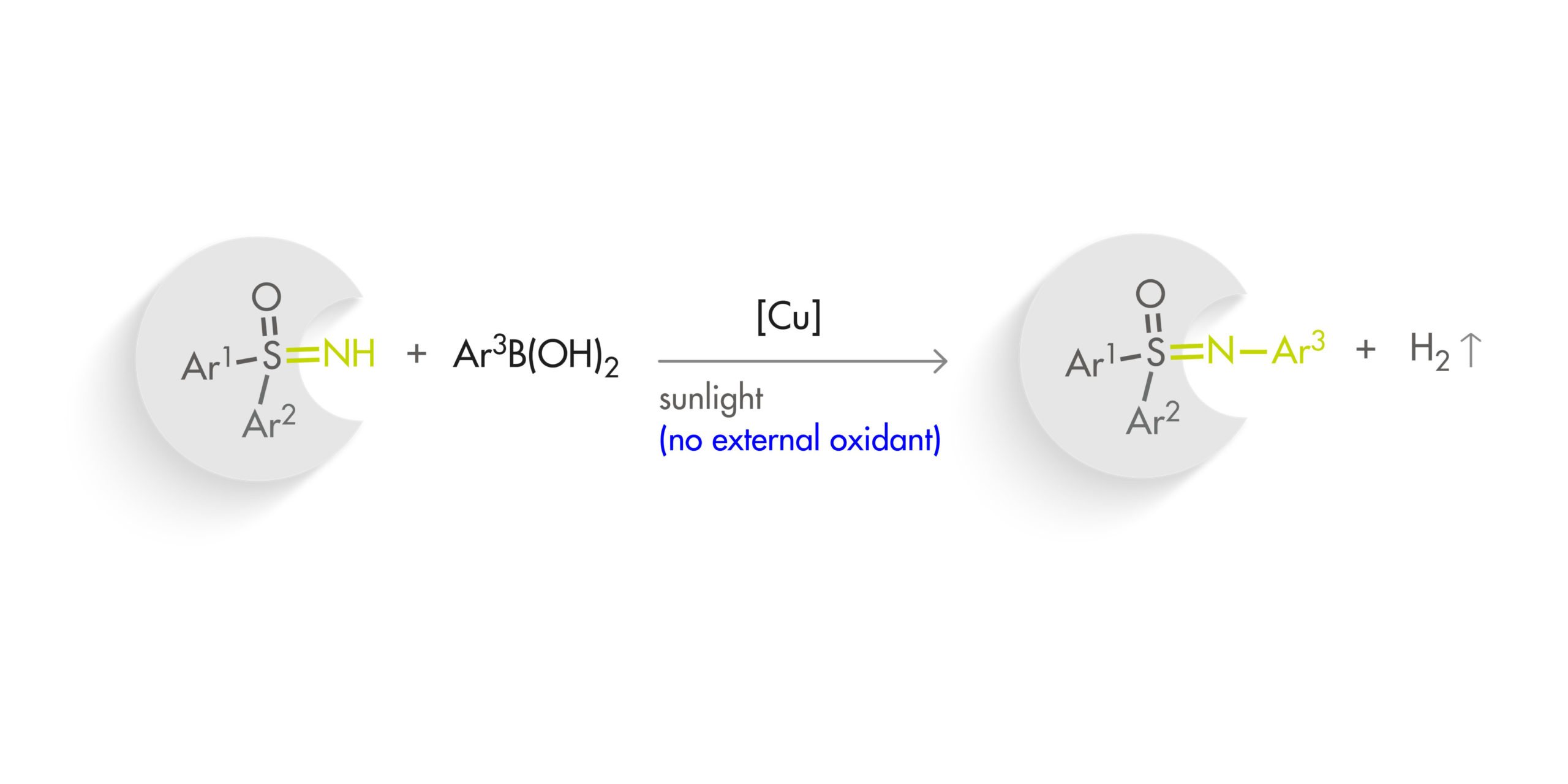 Autocatalytic photoredox Chan–Lam