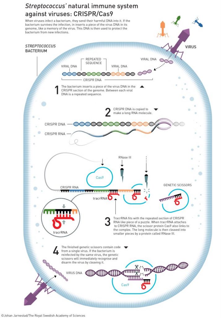 nobel graphic